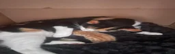 Mixed Breed cats for sale: Two kittens looking for their forever families  in Glasgow - Advert 2