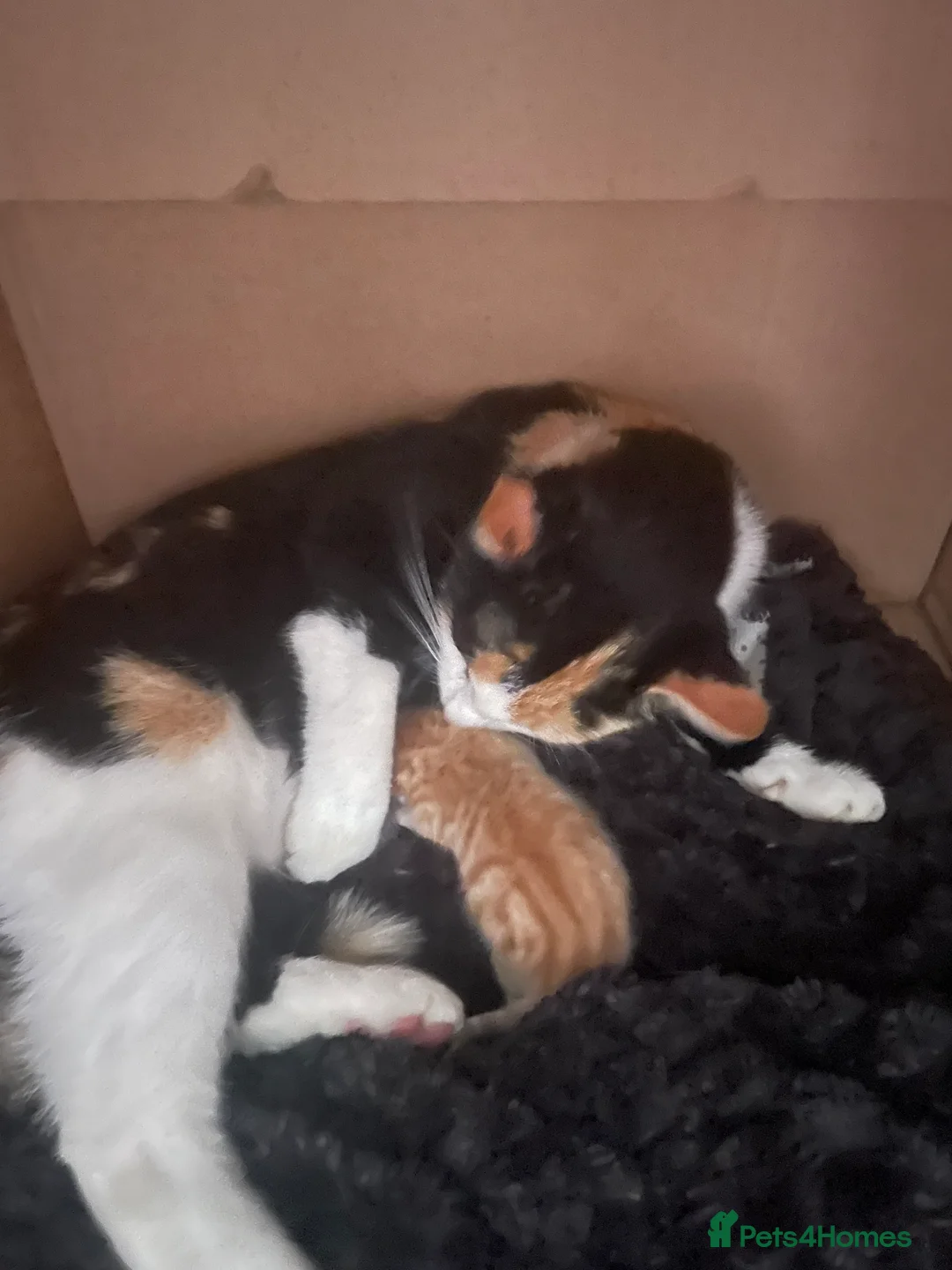 Mixed Breed cats for sale: Two kittens looking for their forever families  in Glasgow - Advert 2