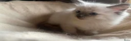 Ragdoll cats for sale: Ragdoll males for sale - Advert 3