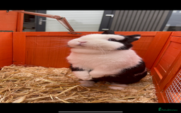 Netherland Dwarf rabbits for sale: •AVAILABLE• Pedigree Netherland Dwarf Bunny in Rushden - Image 17