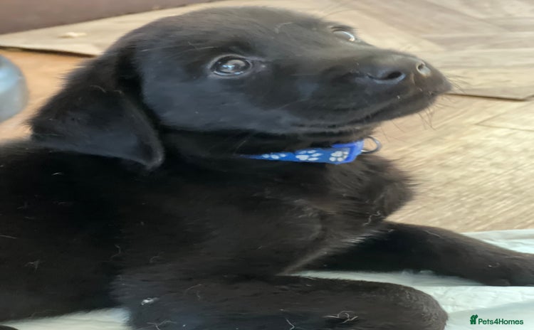 Labrador Retriever dogs - Advert 3