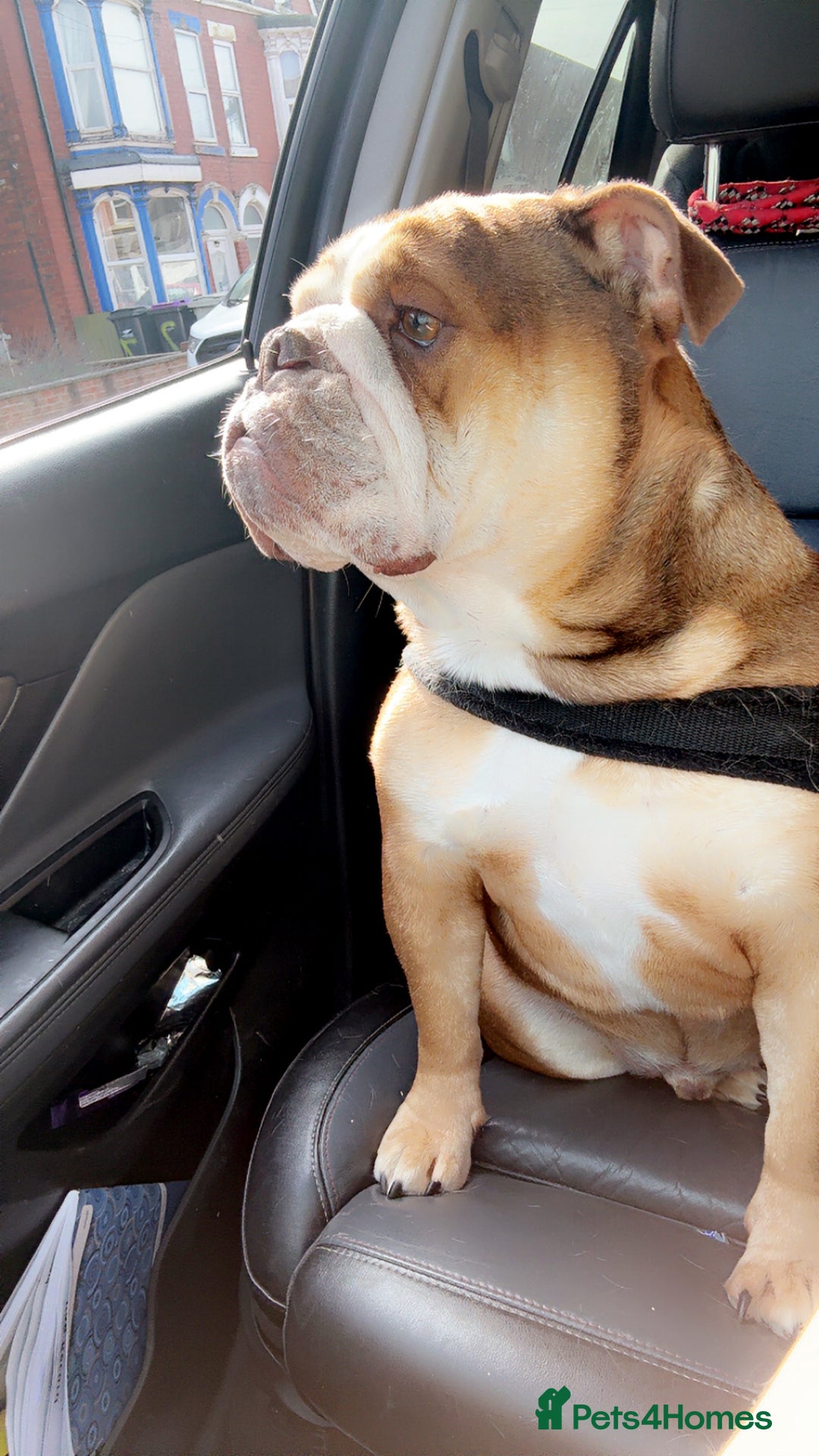 English Bulldog dogs for sale: Bear - British Bulldog, 5 years old - Image 2