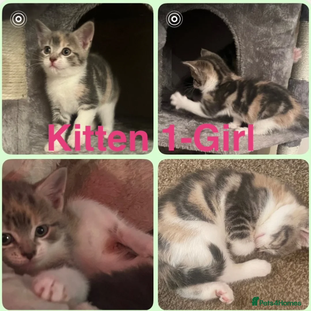 Mixed Breed cats for sale: Adorable mix colour kittens.  Ready now. - Advert 2