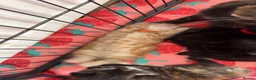 Mixed Breed cats for sale: Kittens 🐱  - Advert 2