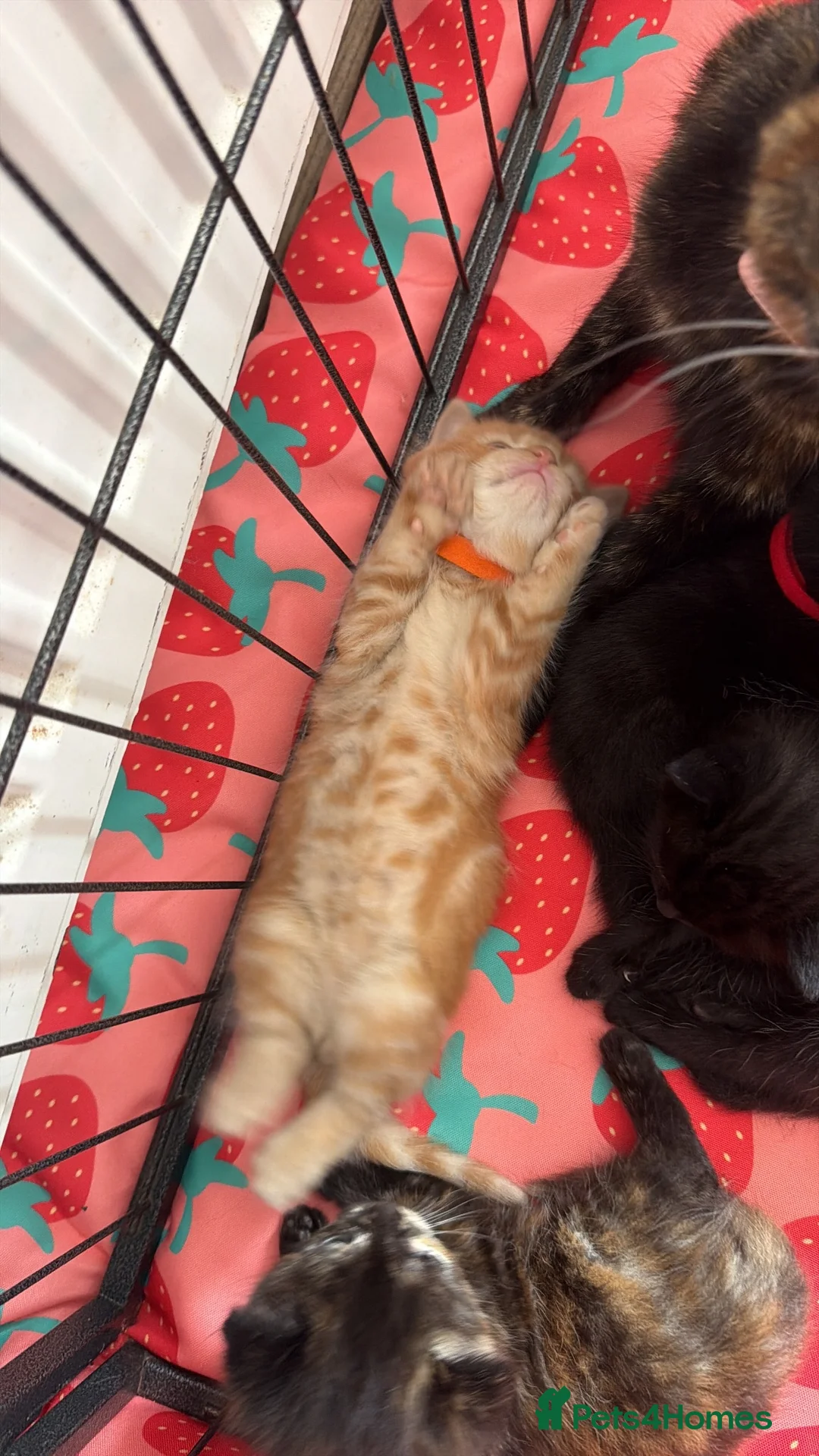 Mixed Breed cats for sale: Kittens 🐱  - Advert 2