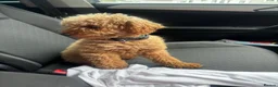Toy Poodle dogs for sale: Pumpkin our beautiful toy poodle  - Advert 2