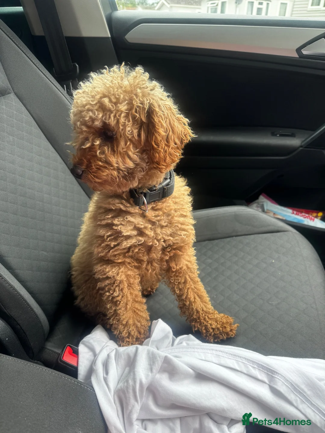Toy Poodle dogs for sale: Pumpkin our beautiful toy poodle  - Advert 2