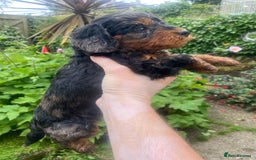 Mixed Breed dogs for sale:  Cavapoo x Cockapoo Ready 9th August - Image 1