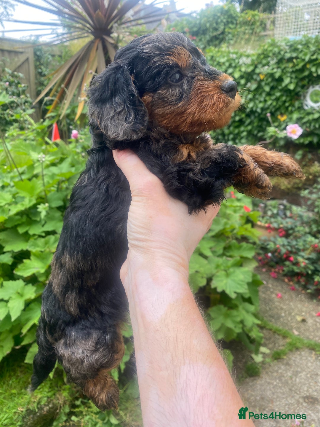 Mixed Breed dogs for sale:  Cavapoo x Cockapoo Ready 9th August - Image 1