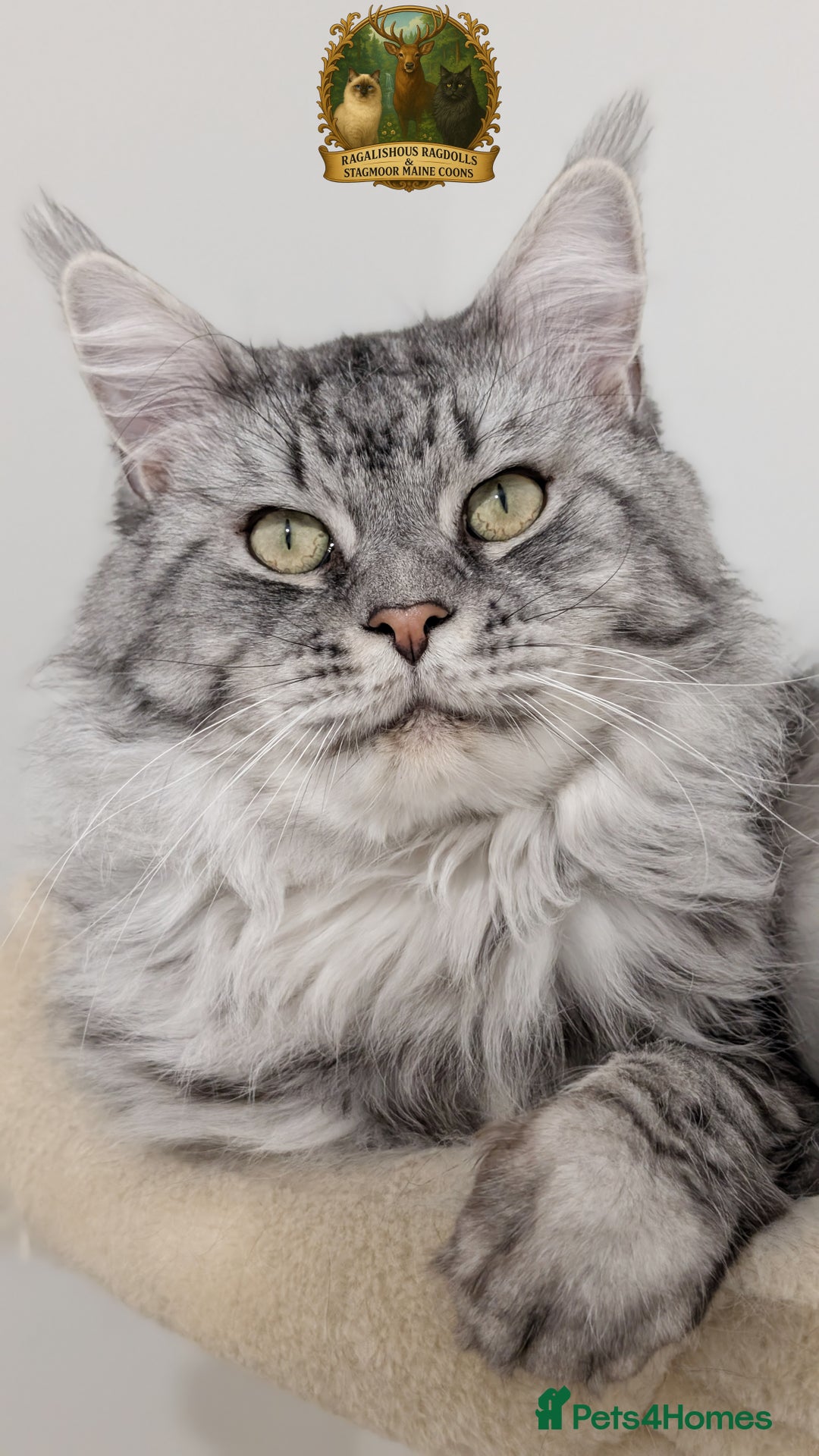 Maine Coon cats for stud: European Championship Carries Shaded GCCF & TICA - Advert 1