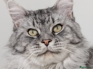 Maine Coon cats European Championship Carries Shaded GCCF & TICA - Advert 3