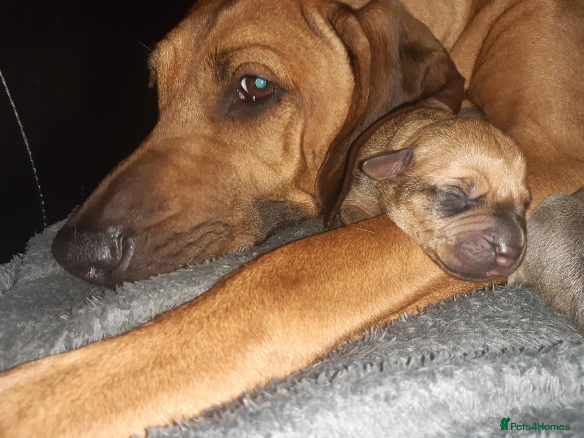 Rhodesian Ridgeback dogs 🦁RHODESIAN RIDGEBACKS PUPPIES🦁  - Advert 9