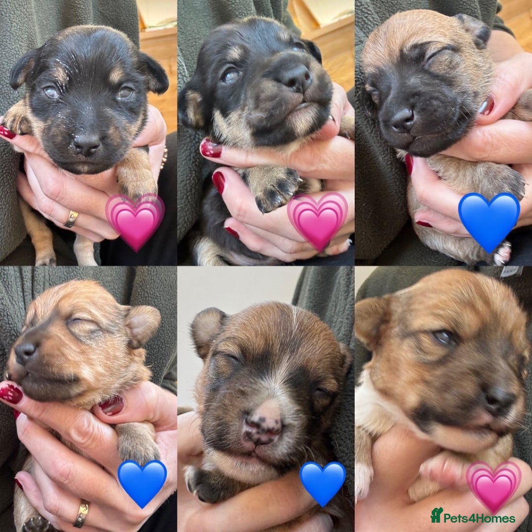 Jack Russell dogs for sale: Miniature Jack Russell’s  - Advert 11