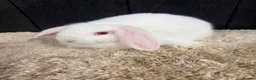 Mini Lop rabbits for sale: Stunning bunnies  - Advert 6