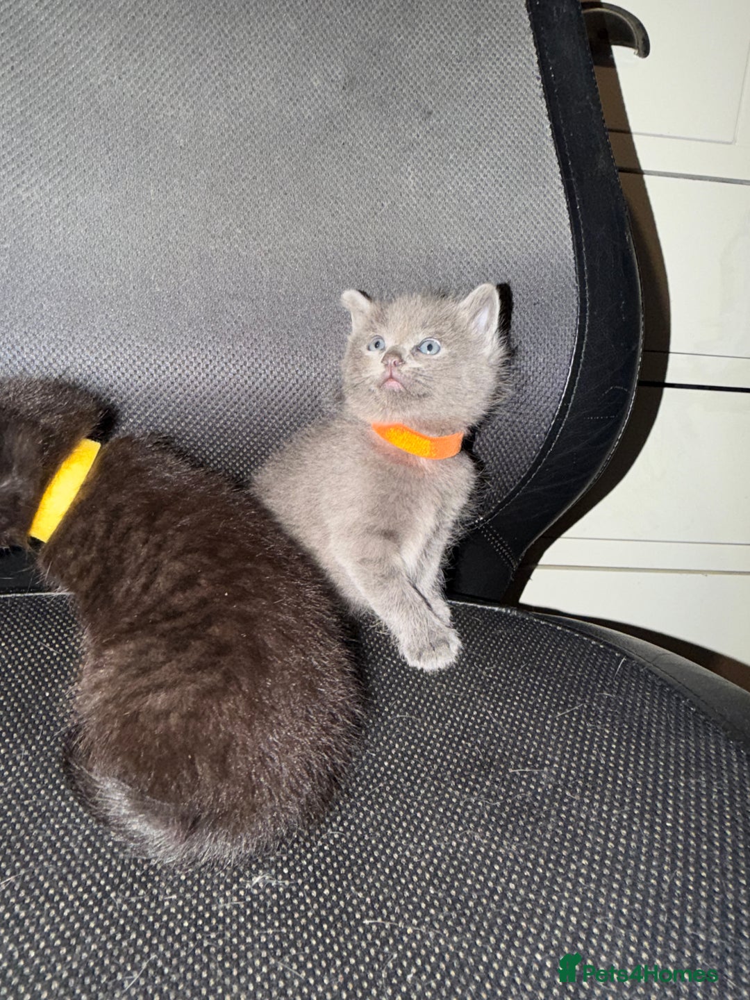 Ragdoll cats for sale: 6 Beautiful Ragdoll cross Domestic shorthair - Advert 22