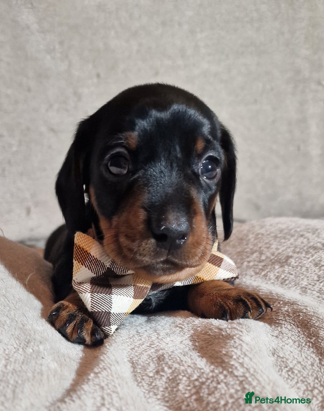 Miniature Dachshund dogs for sale: Champion bloodlines excellent quality KC miniature - Advert 6