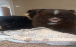 Pomeranian dogs for sale: Pomeranian puppies  - Image 7