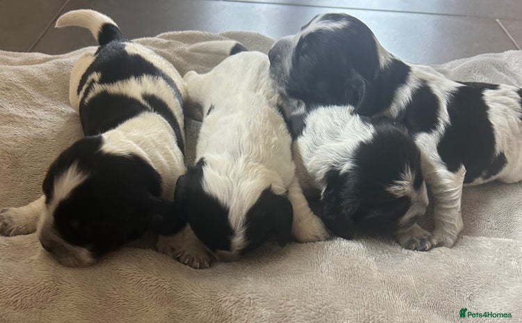 Cocker Spaniel dogs - Advert 1