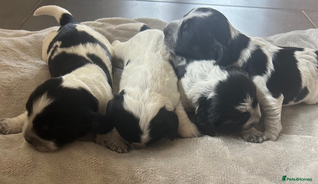 Cocker Spaniel dogs for sale: Blue roan cocker spaniels  - Image 1