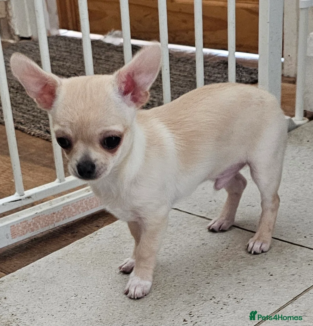 Chihuahua dogs for sale: Chihuahua smooth coat pup, male - Advert 4