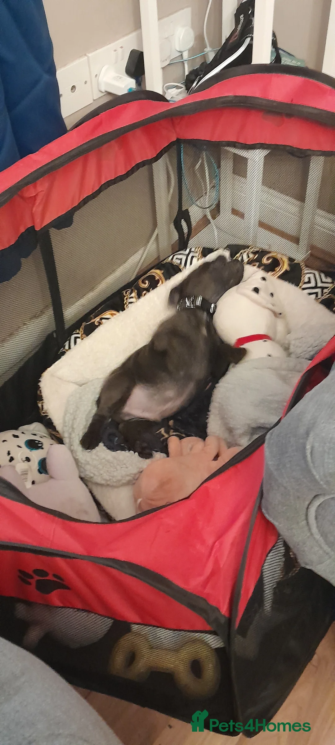 Staffordshire Bull Terrier dogs for sale: Male Blue staffy Troy - Advert 30