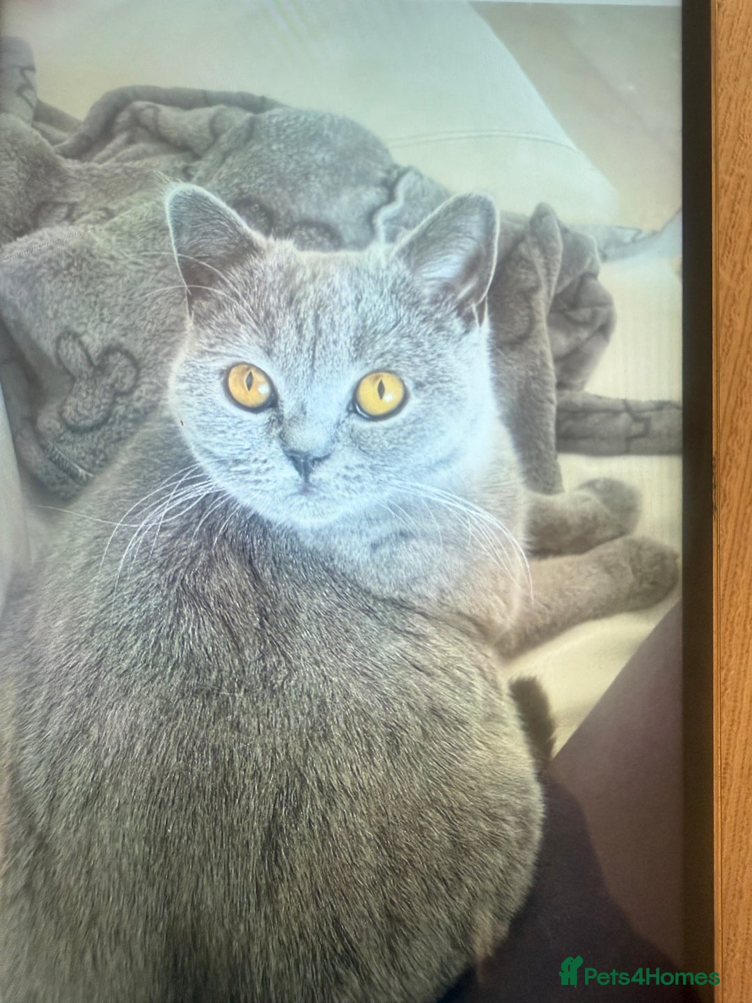 British Shorthair cats for sale: Rehoming my 2 year old cat.  - Advert 4