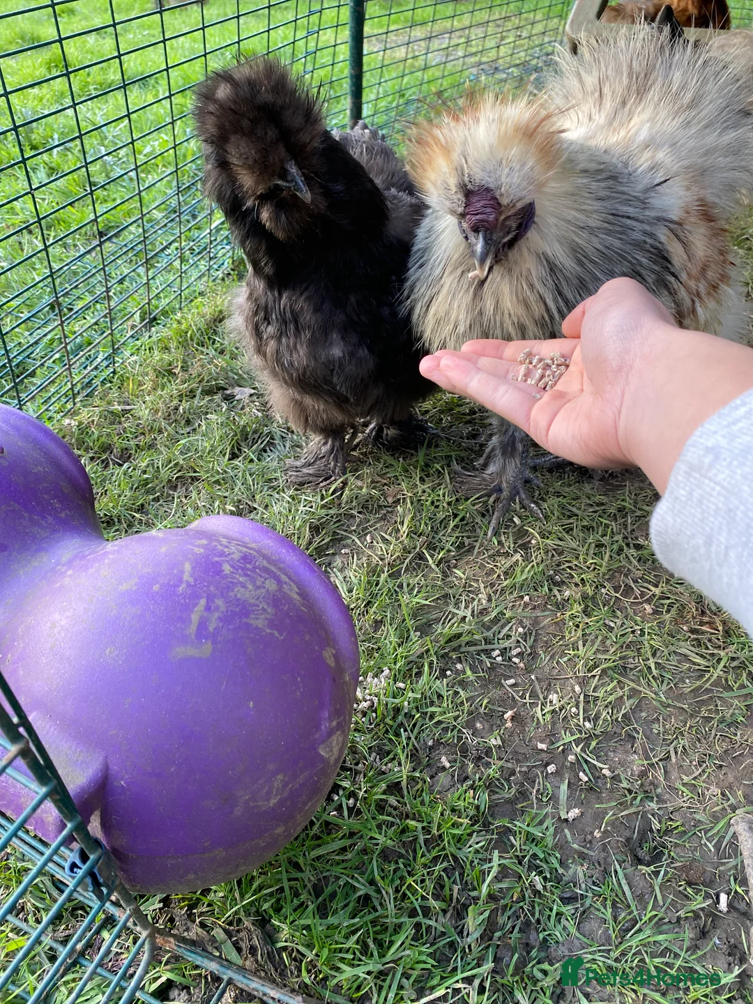 Chickens poultry for sale: Silkie+ pikin hatching eggs (SPRING SALE SPECIAL - Advert 4