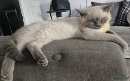 British Shorthair cats for sale: Male British shorthair - Image 2