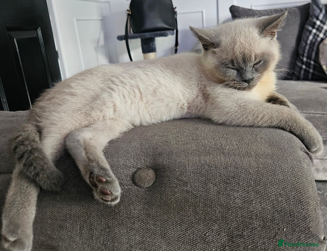 British Shorthair cats for sale: Male British shorthair - Image 2