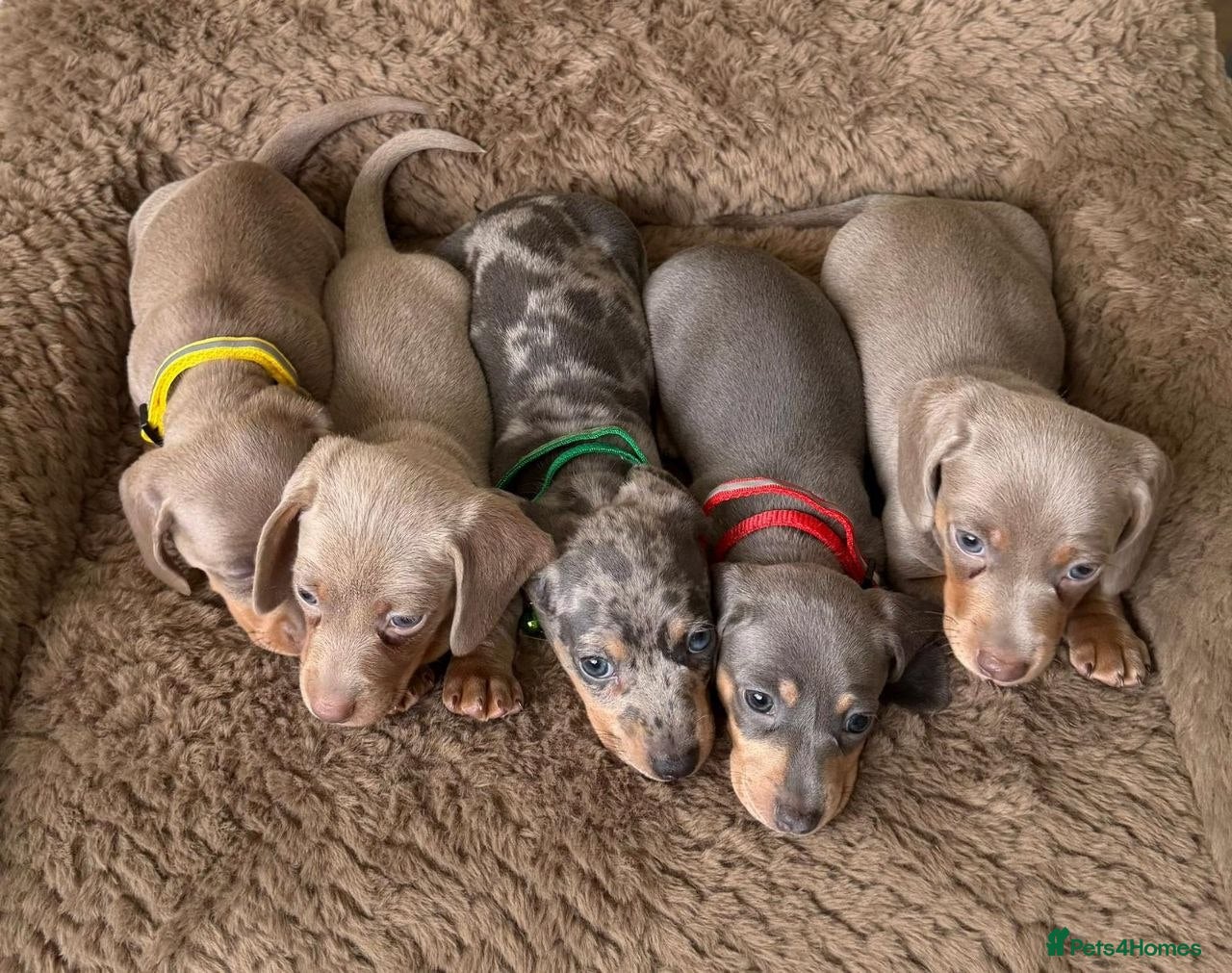 Miniature Dachshund dogs Adorable Miniature Dachshund puppies - Advert 6