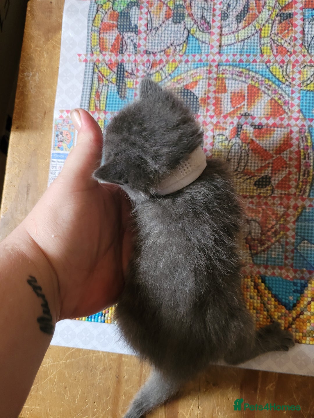 Domestic Shorthair cats for sale: 9 beautiful kittens - Image 3