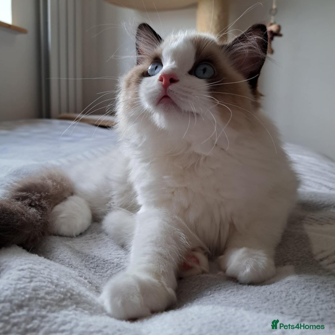 Ragdoll cats for sale: 💠Handsome FiFe Reg Ragdoll boy💠RESERVED - Image 18