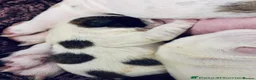 English Bulldog dogs for sale: 4 wk old Kc bulldog pups rare champ lines - Advert 11