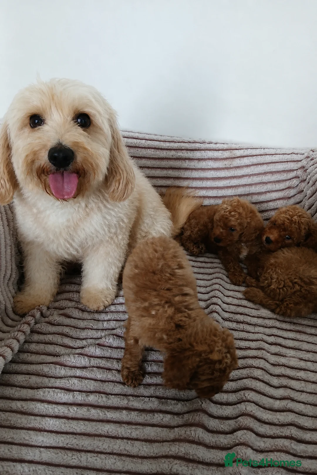 Maltipoo dogs for sale: 🐶 Beautiful F1B Maltipoo Puppies Available 🐶 in Blackburn - Advert 15