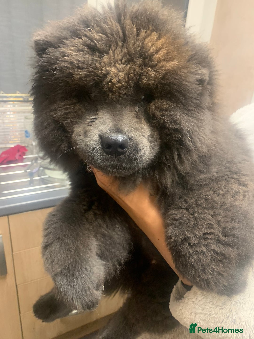 Chow Chow dogs for sale: Beautiful blue fluffy female chow 3 months  - Advert 2
