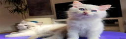 Ragdoll cats for sale: Beautiful Ragdoll Kittens available now - Advert 21