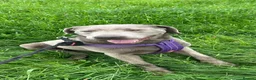 Labrador Retriever dogs for sale: KC Registered Stunning Silver Labrador in Auchterarder - Advert 1