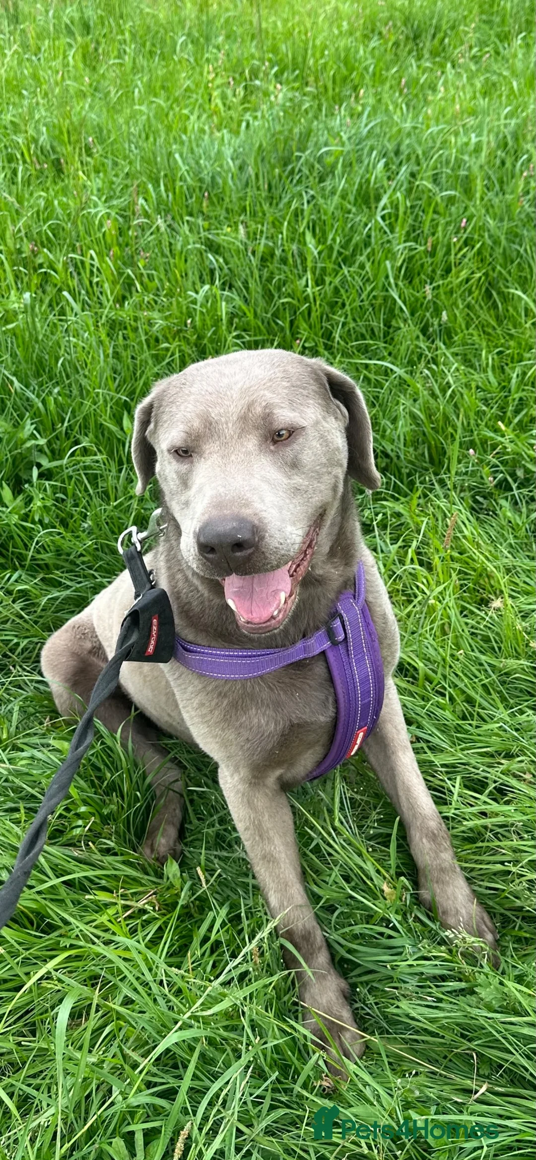 Labrador Retriever dogs for sale: KC Registered Stunning Silver Labrador in Auchterarder - Advert 1
