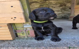 Cocker Spaniel dogs for sale: Working cocker spaniel pup - Image 4