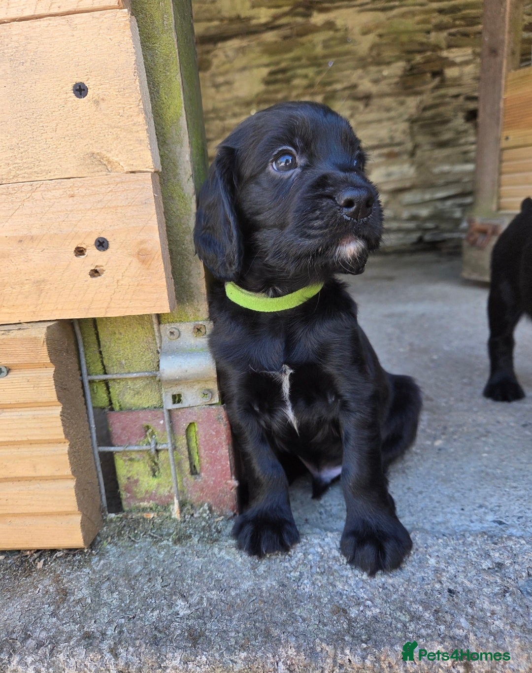 Cocker Spaniel dogs for sale: Working cocker spaniel pup - Image 4