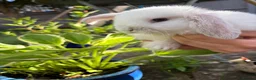 Mini Lop rabbits for sale: 4 beautiful mini lop bunnies - Advert 2