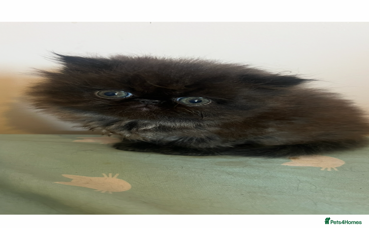 Persian cats - Advert 5