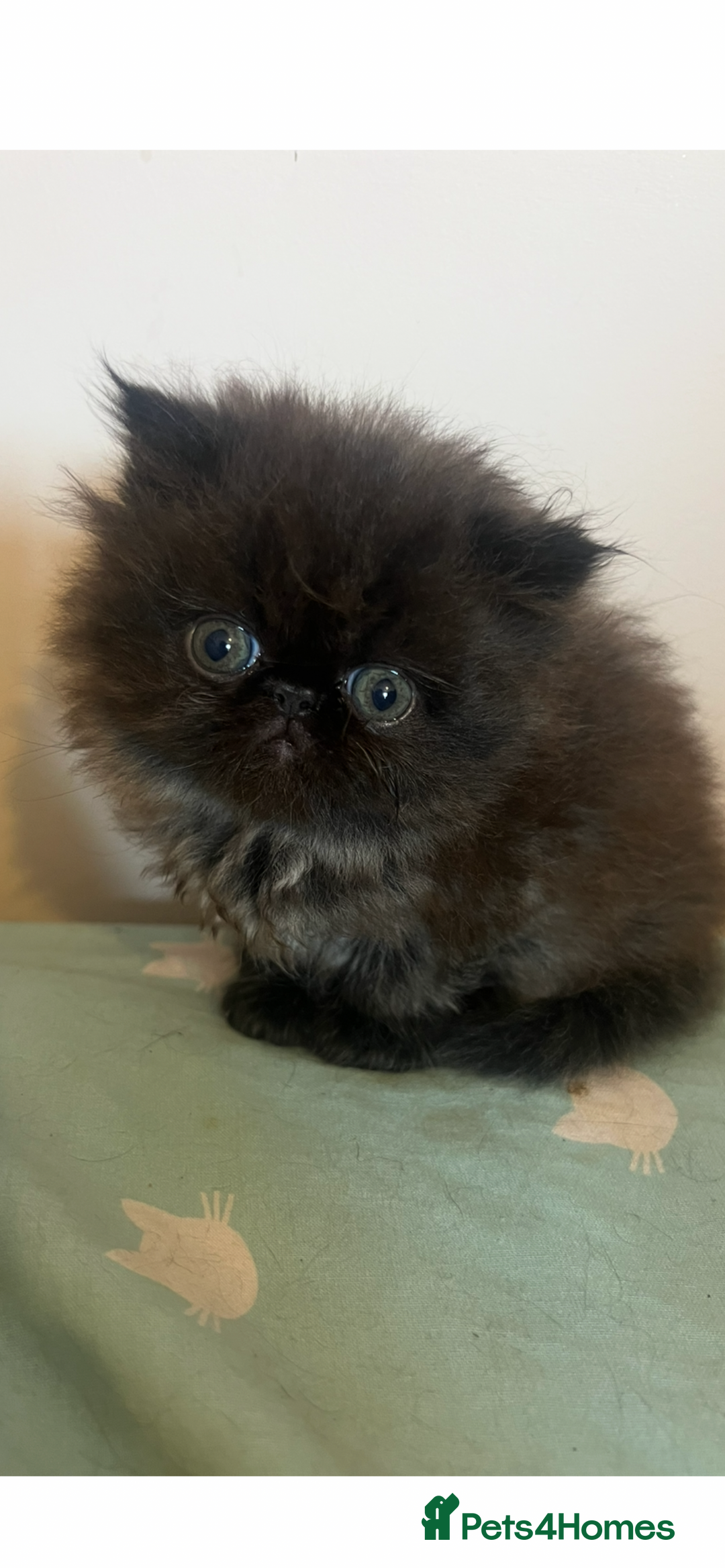 Persian cats for sale: Stunning Black Smoke GCCF Active ** Persians - Image 1