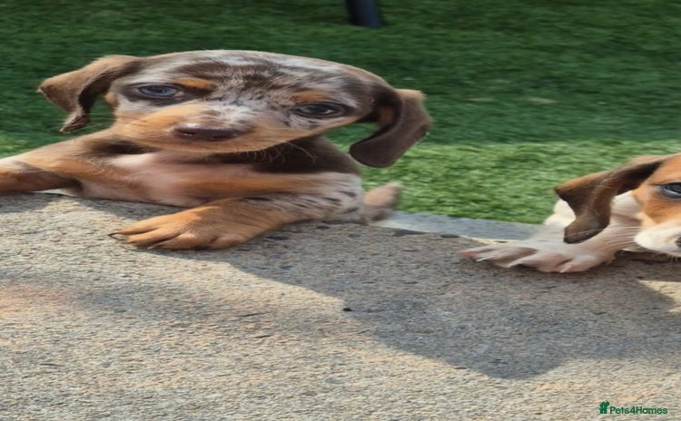 Miniature Dachshund dogs - Advert 4