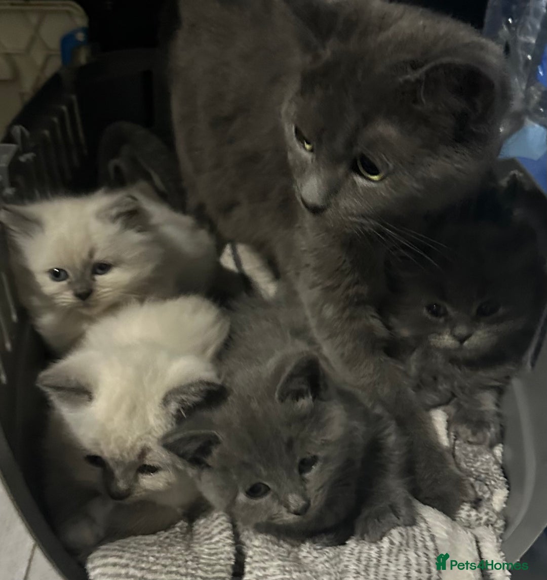 Ragdoll cats for sale: Ragdoll x persian F1b - Image 6