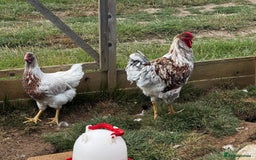 Chickens poultry for sale: Orpington and Wyandotte large fowl - Image 3