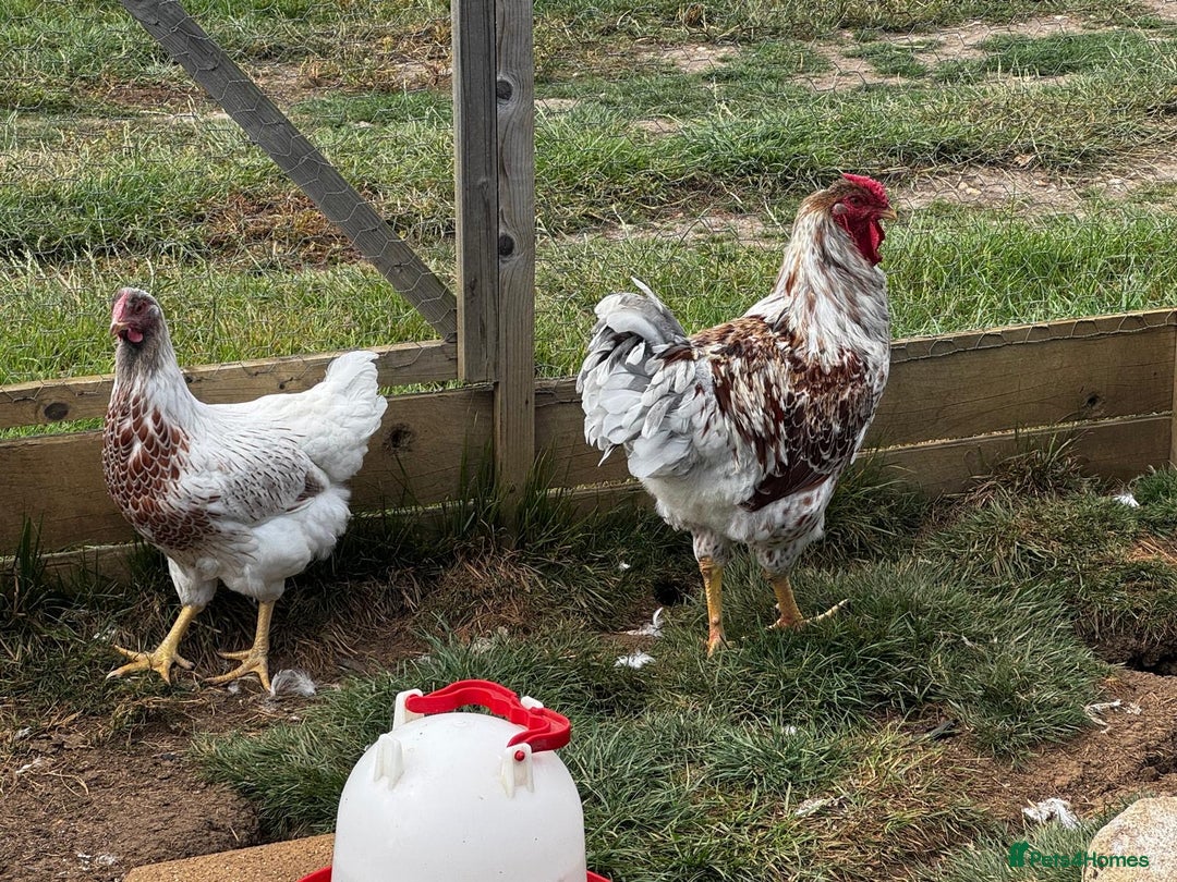 Chickens poultry for sale: Orpington and Wyandotte large fowl - Image 3
