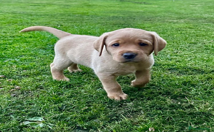Labrador Retriever dogs - Advert 4