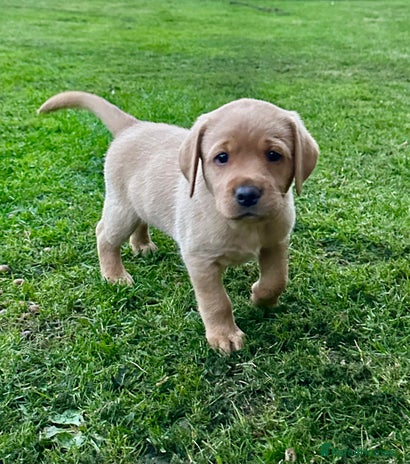 Labrador Retriever dogs - Advert 2