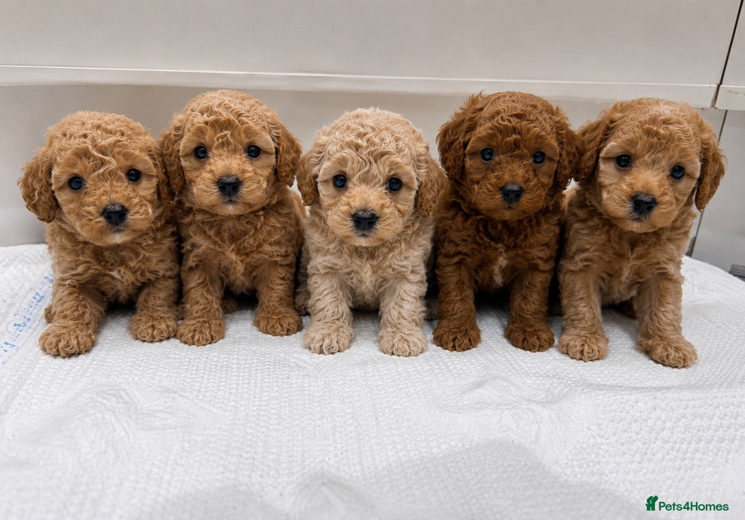 Cavapoo dogs Beautiful F1B Teddy Toy cavapoos  - Advert 1